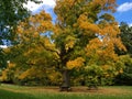 Old oak tree with green yellow leaves 5