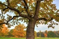 Majestic oak in autumn, stromovka Prague