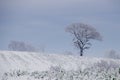 Old oak tree on the hill with snow Royalty Free Stock Photo