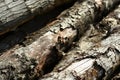 Old oak tree lumber detail 1 Royalty Free Stock Photo