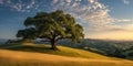 Old oak tree on a meadow Royalty Free Stock Photo