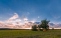 Old oak tree on meadow Royalty Free Stock Photo