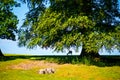 Old Oak tree in meadow with fallow deer Royalty Free Stock Photo