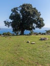 Old oak tree and meadow on the island Cres Royalty Free Stock Photo