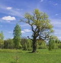 Old oak tree on meadow . Royalty Free Stock Photo