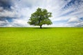 Old Oak Tree in Meadow Royalty Free Stock Photo