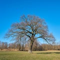 Old oak tree on a meadow in Spring Royalty Free Stock Photo