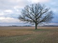 Old oak tree in the middle of the field Royalty Free Stock Photo