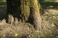 Old oak tree mossy bark roots plant summer forest park outdoor close up nature details wooden texture background