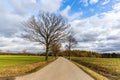 Old oak tree near rural road, snowless winter.  Czech Republic Royalty Free Stock Photo