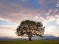 Old oak tree over spring sunset sky Royalty Free Stock Photo