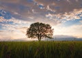 Old oak tree over spring sunset sky Royalty Free Stock Photo