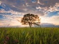 Old oak tree over spring sunset sky Royalty Free Stock Photo