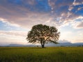 Old oak tree over spring sunset sky Royalty Free Stock Photo