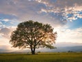 Old oak tree over spring sunset sky Royalty Free Stock Photo