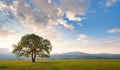 old oak tree over spring sunset sky Royalty Free Stock Photo