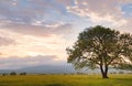 old oak tree over spring sunset sky Royalty Free Stock Photo