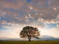 old oak tree over spring sunset sky Royalty Free Stock Photo