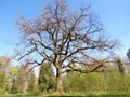 Old oak tree Royalty Free Stock Photo