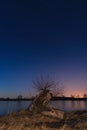 Old oak tree on pond shore under starry night sky. Blue hour Czech landscape Royalty Free Stock Photo