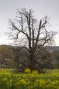 Old Oak Tree in a Rapeseed Field - stock photo Royalty Free Stock Photo