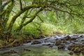 Old moss covered Oak tree (Quercus) spreads over the River Wye, Chee Dale, Derbyshire Peak district. England.