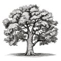 Old Oak Tree Sketch, Hand Drawn Sketched Tree, Engraving Huge Lime Tree, Ink Pencil AI Illustration Royalty Free Stock Photo