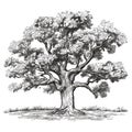 Old Oak Tree Sketch, Hand Drawn Sketched Tree, Engraving Huge Lime Tree, Ink Pencil AI Illustration Royalty Free Stock Photo