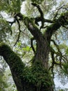 Old Oak Tree Spanish Moss in Micanopy FL