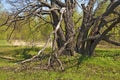 Old oak tree in spring time Royalty Free Stock Photo