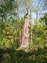 An old oak tree, stripped of its bark stands in a clearing in bright sunlight Royalty Free Stock Photo