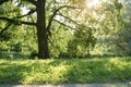 Old oak tree in summer sunset on meadow Royalty Free Stock Photo