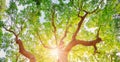 Old oak tree in sunlight in natural park in summer. Royalty Free Stock Photo