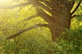 Old oak tree at sunset and a flock of mosquitoes Royalty Free Stock Photo