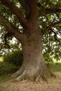 Old oak tree