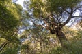 Old oak tree in temperate forest