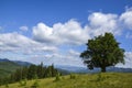 Old oak tree on the top of the hill with hiking road path and grazing cow. Ukraine, Carpathians Royalty Free Stock Photo