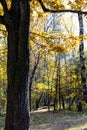 Old oak tree trunk and path in forest of city park Royalty Free Stock Photo