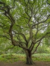 Old oak tree with twisted branches and summer foliage Royalty Free Stock Photo