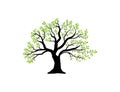 Oak tree vector illustrations isolated on white Royalty Free Stock Photo