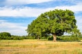 Old oak trees on meadow at summer sunset Royalty Free Stock Photo