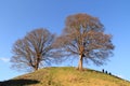 old oak trees at the top of the hill Royalty Free Stock Photo