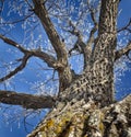 Old oak trunk Royalty Free Stock Photo