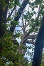 old oak at Vivara, Procida Royalty Free Stock Photo