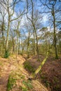 Wolfhezer heath nature momument area in Gelderland, Netherlands