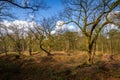 Wolfhezer heath nature momument area in Gelderland, Netherlands Royalty Free Stock Photo