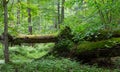 Old oaks tree broken lying in spring forest