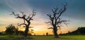 Old oaks in Wielkopolski National Park, Rogalin National Park, Poland Royalty Free Stock Photo