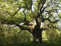 Old oaktree