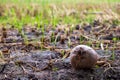 Old oconut tree on the ground of the paddy field Royalty Free Stock Photo